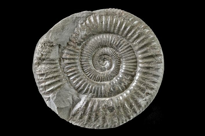Ammonite (Dactylioceras) Fossil - England #163008